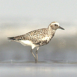 Black-bellied/Grey Plover